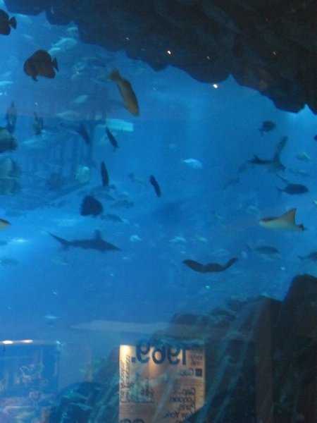 A very small part of the aquarium