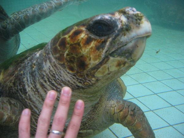 huge turtle, huggable size... scary...