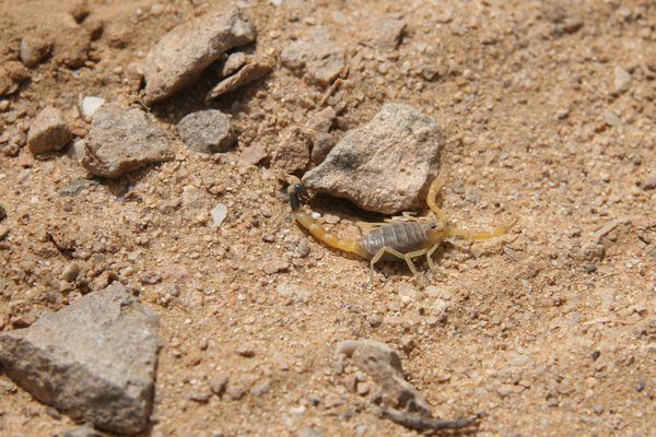 skorpiony