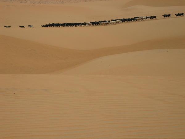 herd of goats crossing the dunes