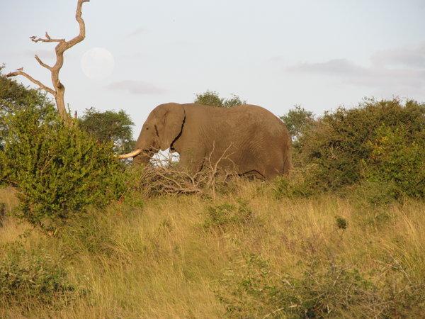 Elephant with the full moon