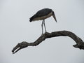 Marabou crane