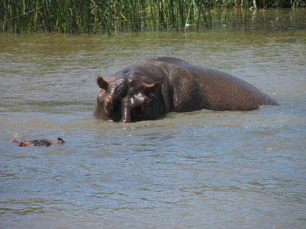 Hippo on boat trip