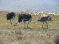 Wild Ostriches
