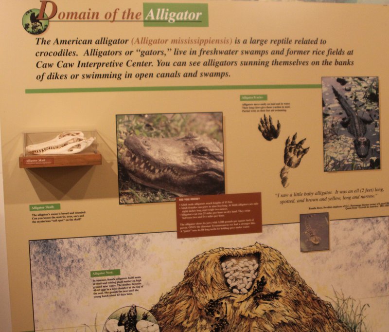 Domain of the Alligator