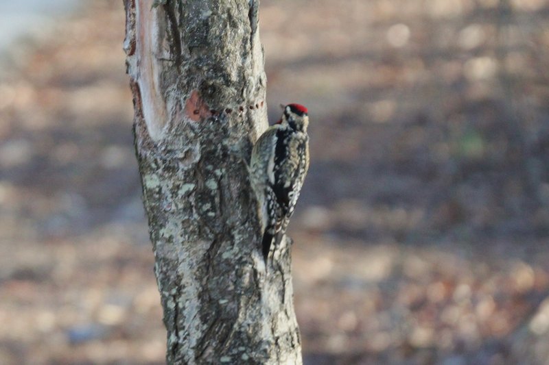 woodpecker 01