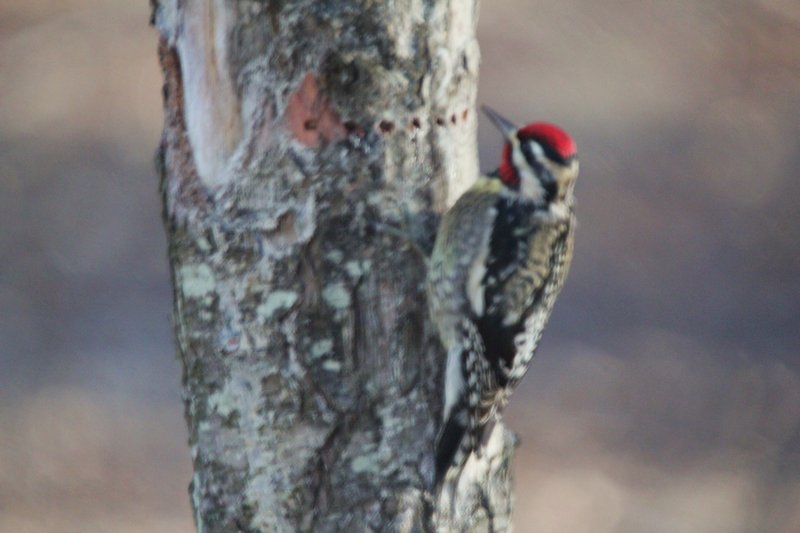 woodpecker 02