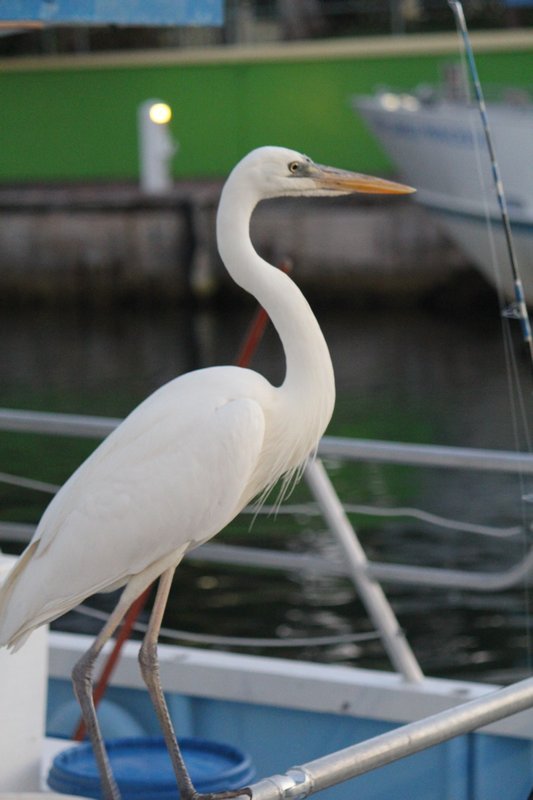 Egret