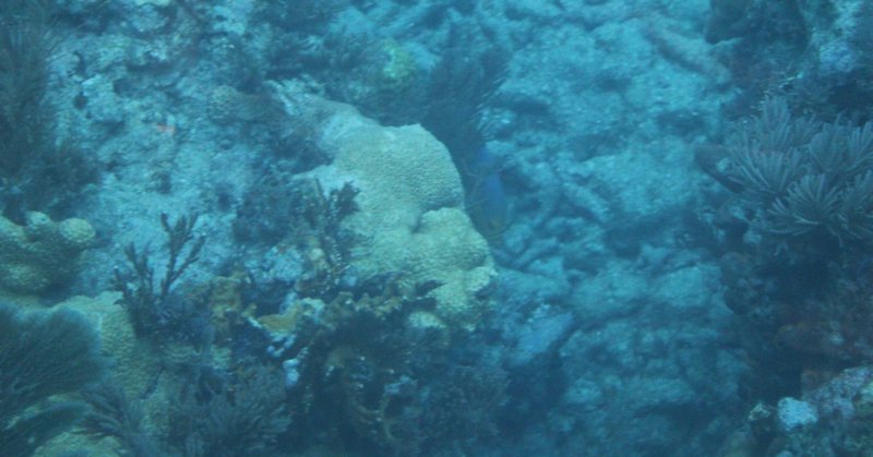 coral reefs 2