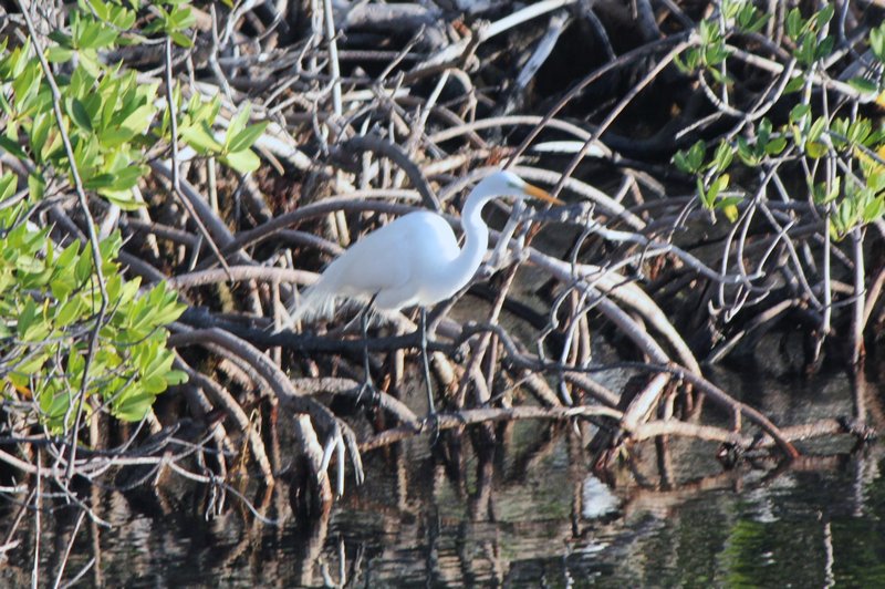 mangrove trees