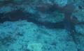 coral reefs 10