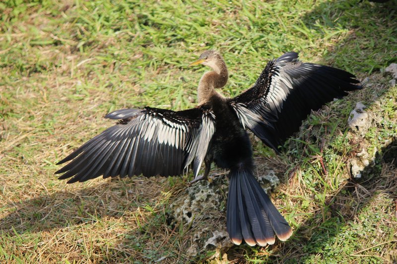 Anhinga 4