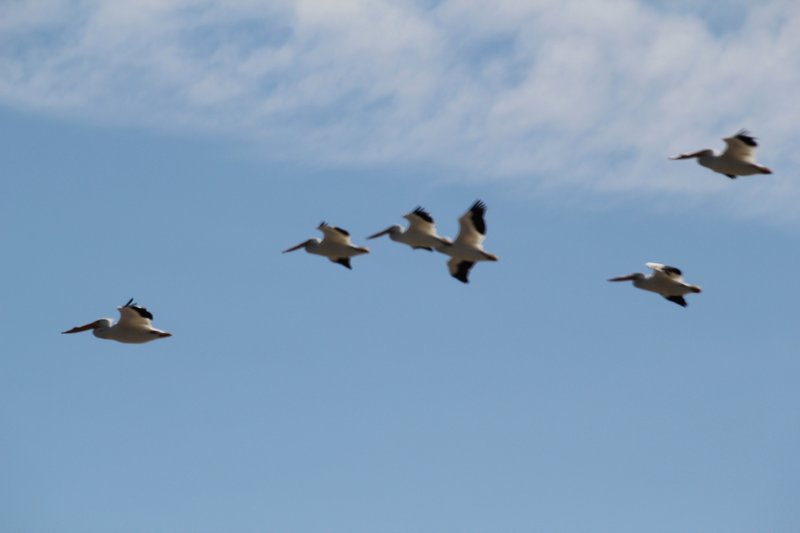 flight of pelicans