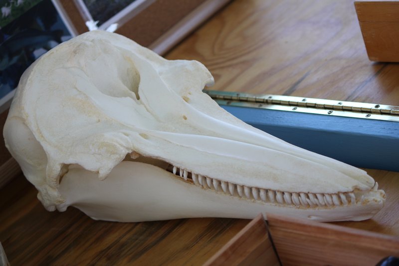 skull of a porpoise