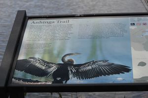 Anhinga Trail 1