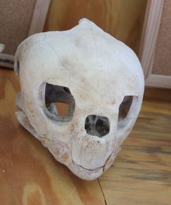 skull of a manatee
