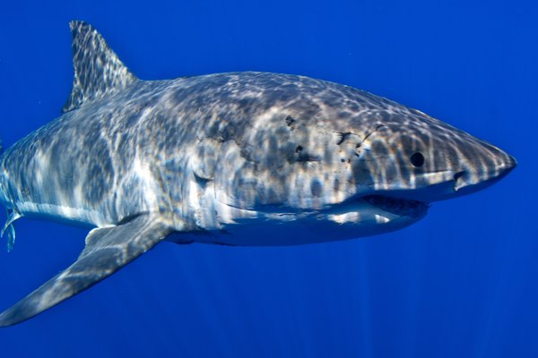 Great White Shark 3