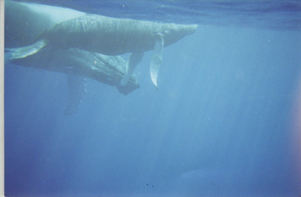 mother whale and calf