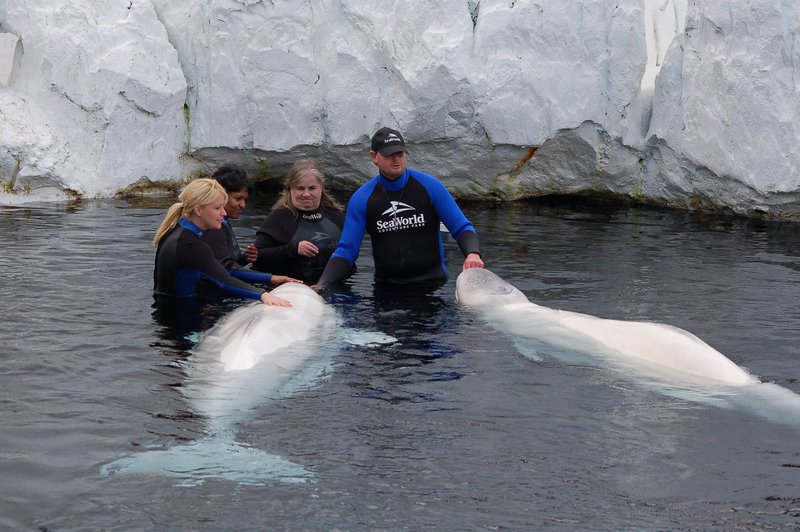 Beluga Interaction