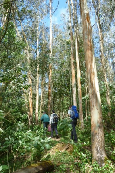 "Trekking" in den Nilgiris