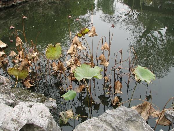 wilted lotus leaves