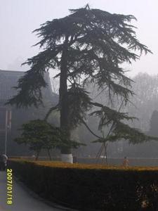 old tree in the fog