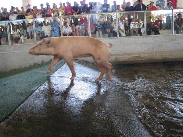 pig out of water