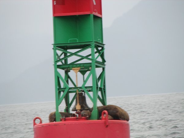 sea lions on buoy