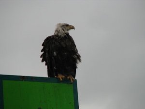 eagle on post in harbor