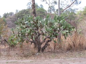 cactus tree