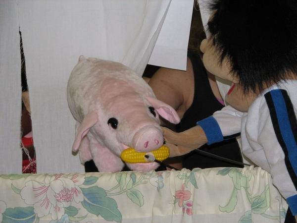 feeding the pig