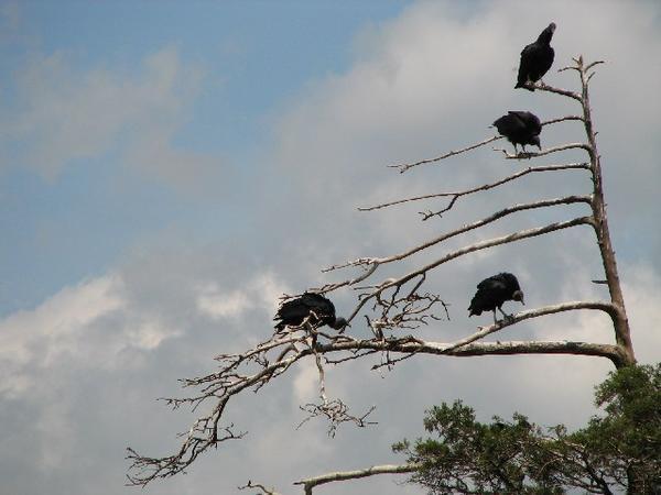 the vultures