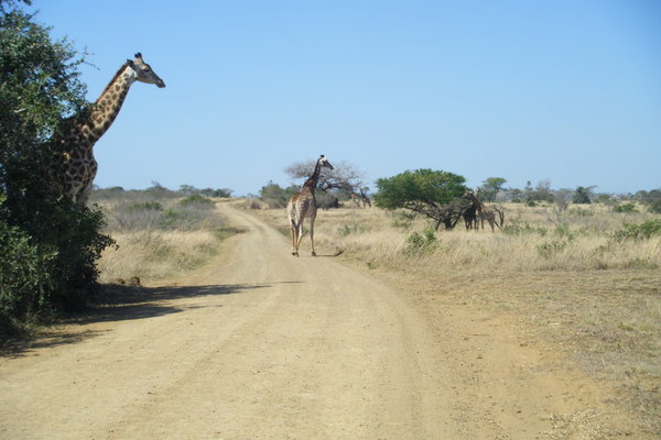 giraffes in the road