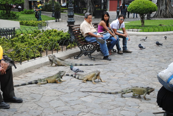 Iguanas at Parque Bolivar