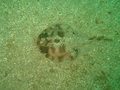 Lesser Electric Ray