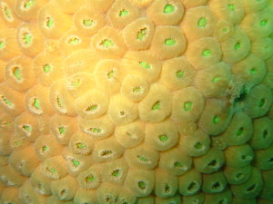 Coral Close up