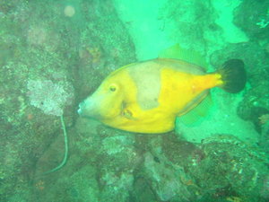 Whitespotted Filefish