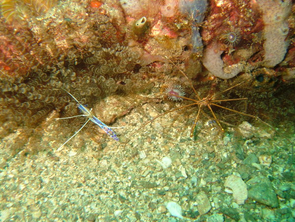 Blue Shrimp with Arrow Crab