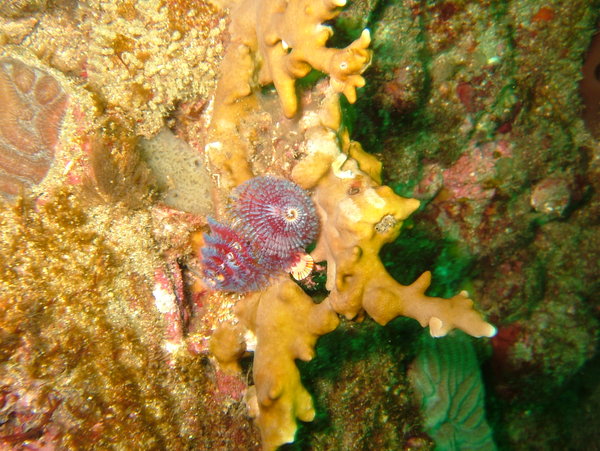 Christmas Tree Worm and Fire Coral