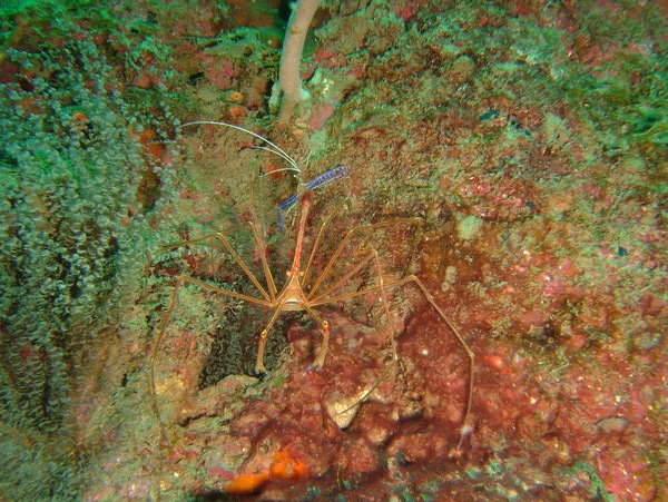 Arrow Crab and Blue Shrimp