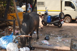 Cow looking for breakfast Goa