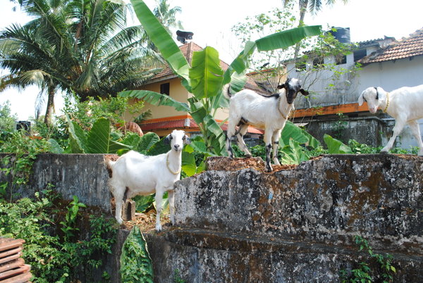 Goats on a Wall