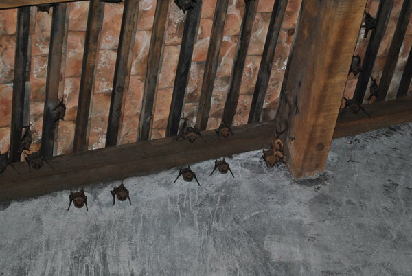 Bats in the belfry