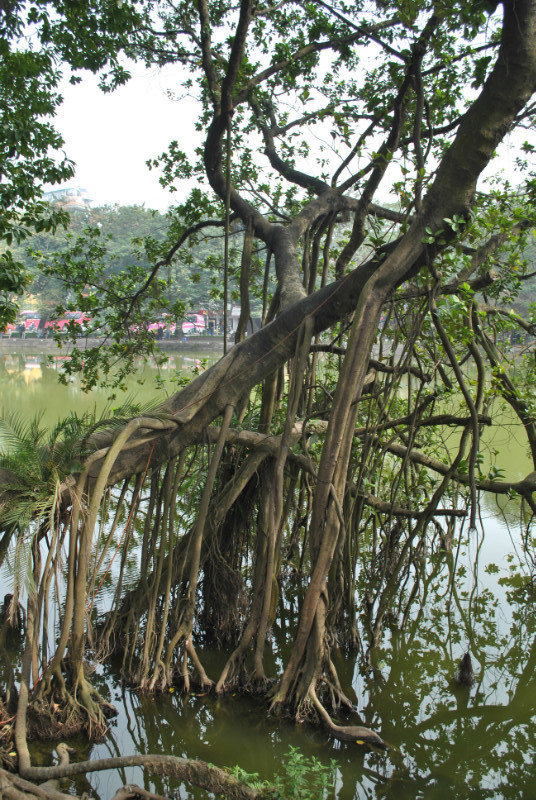 Hanoi Tree
