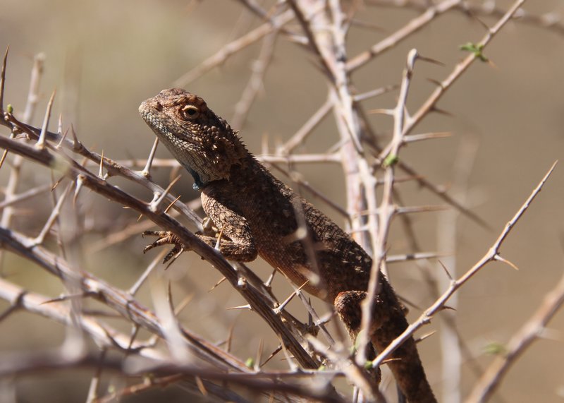 Namib Lizard