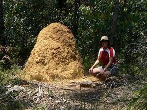 Termite heap