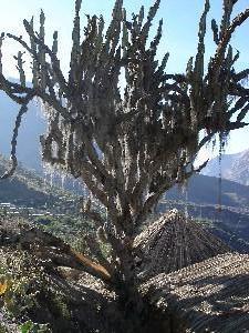 500-year-old cactus