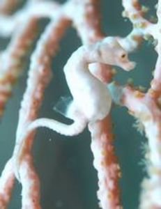 Baby Pygmey Seahorse