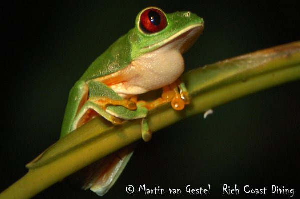 red eye leaf frog
