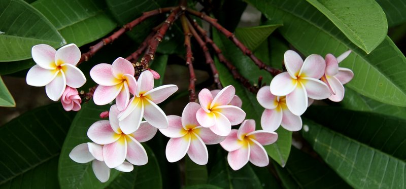 Flowers of Mauritius | Photo